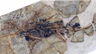 Earliest bird was not a bird? New fossil muddles the Archaeopteryx story